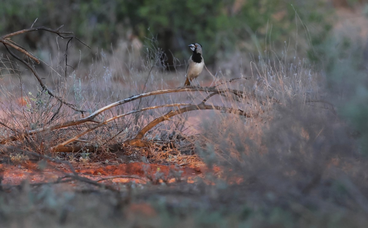 Crested Bellbird - ML643108297