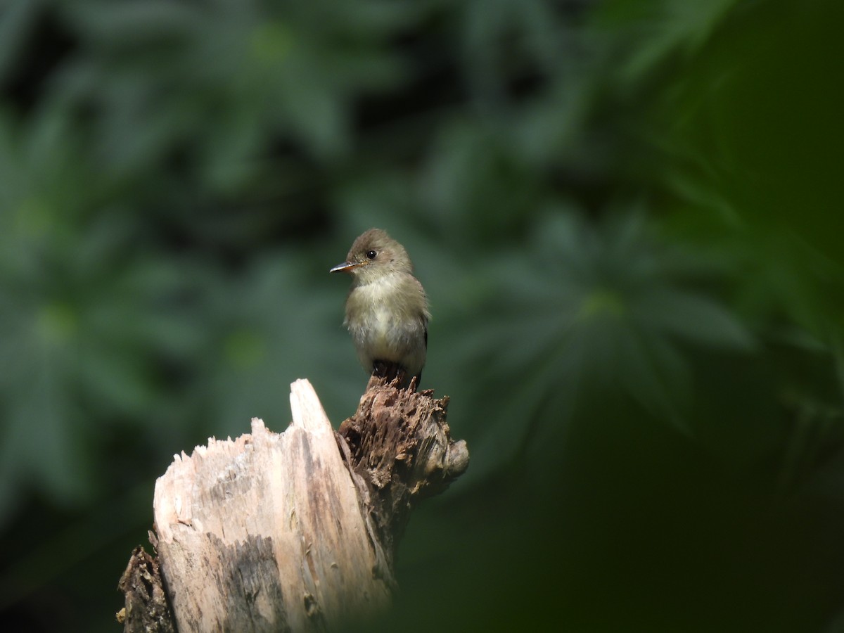 Northern Tropical Pewee - ML643108302