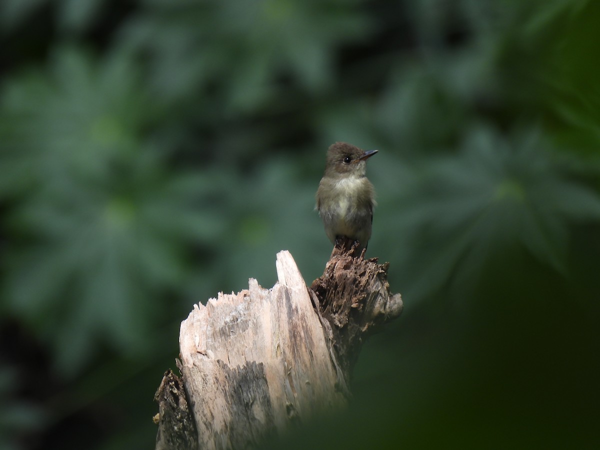 Northern Tropical Pewee - ML643108303