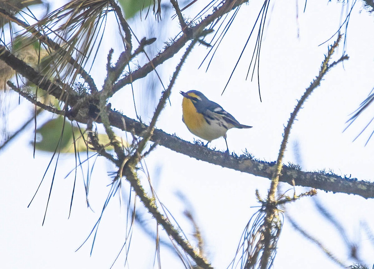 Grace's Warbler - ML643108314