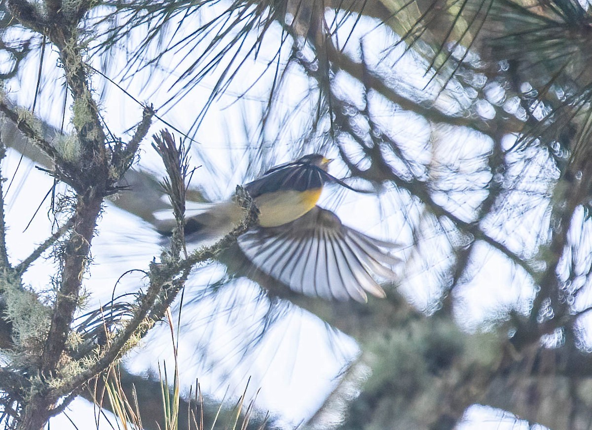 Grace's Warbler - ML643108315
