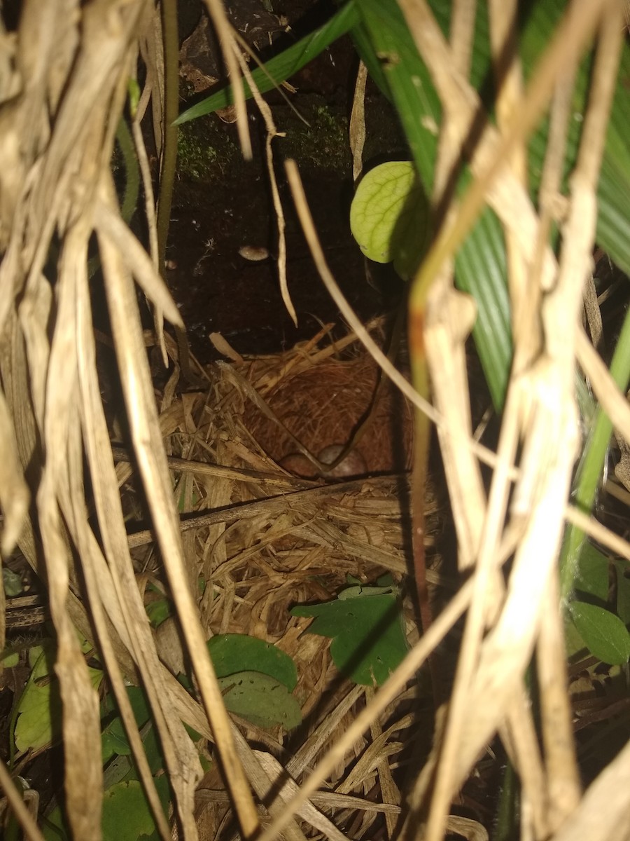 アカエリシトド - ML643108319