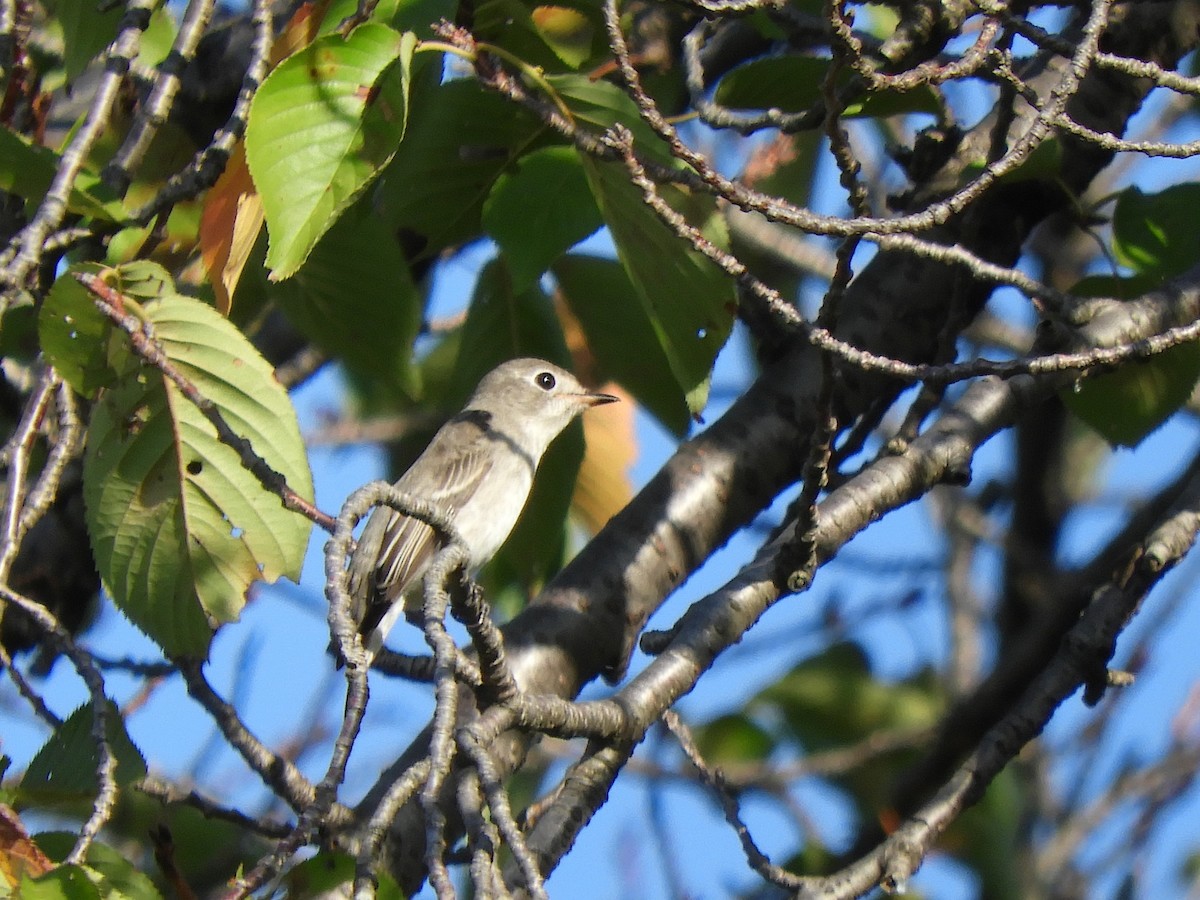 Asian Brown Flycatcher - ML643108326