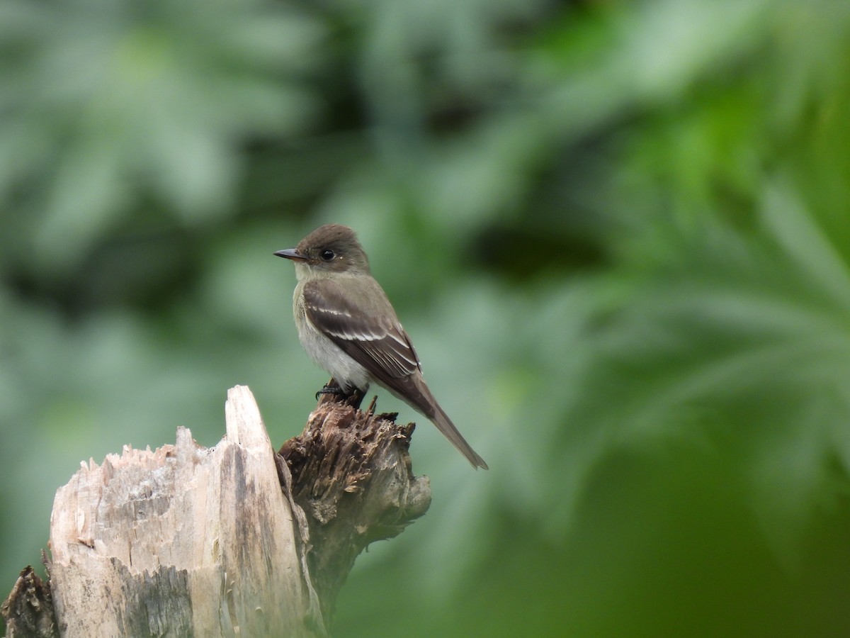 Northern Tropical Pewee - ML643108349