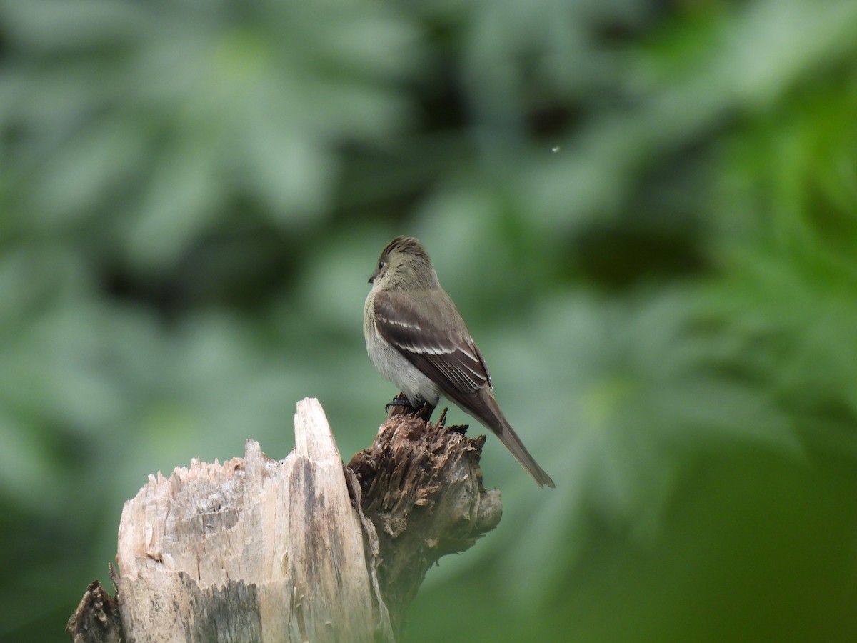 Northern Tropical Pewee - ML643108350