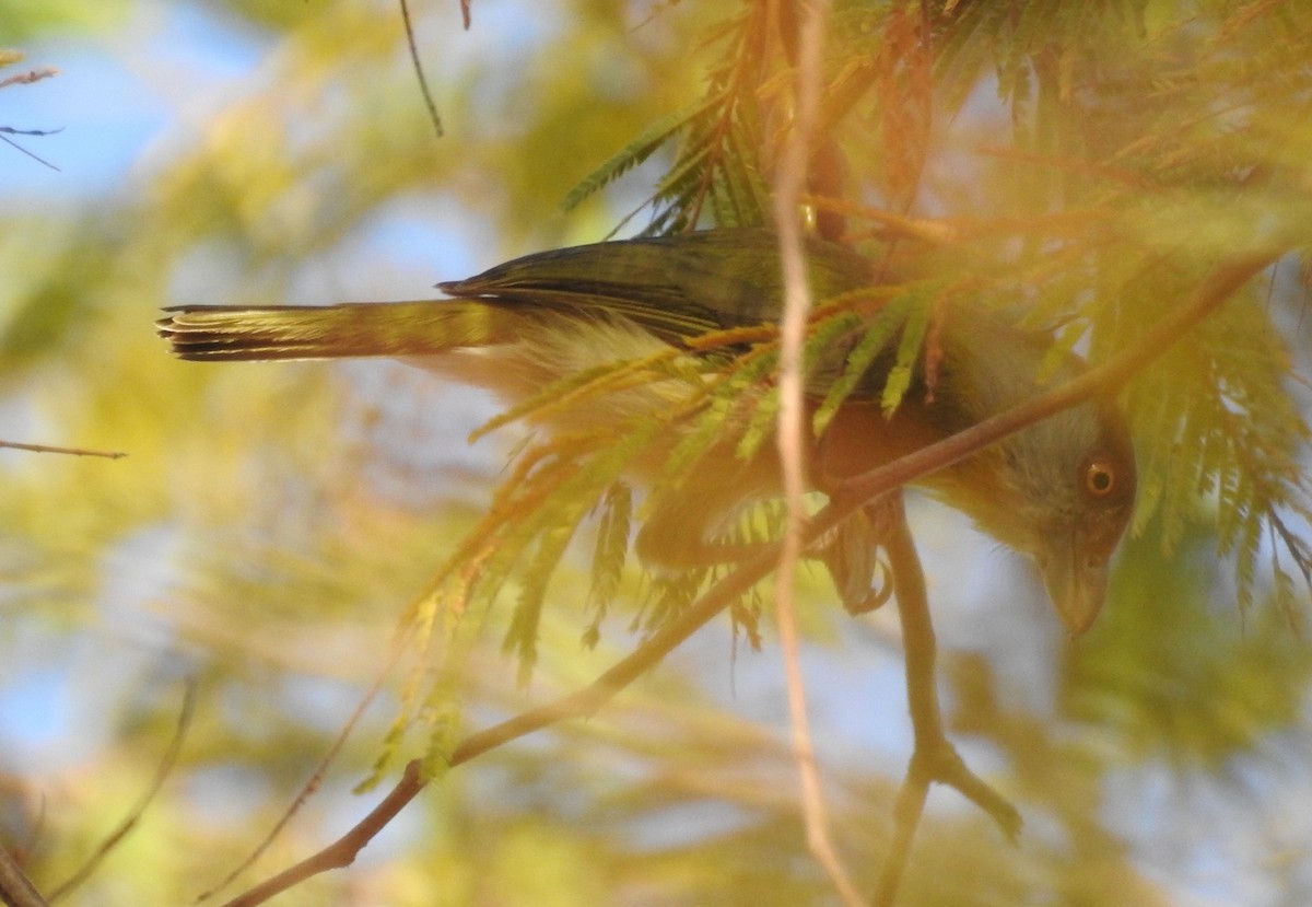 Rufous-browed Peppershrike - ML643108353