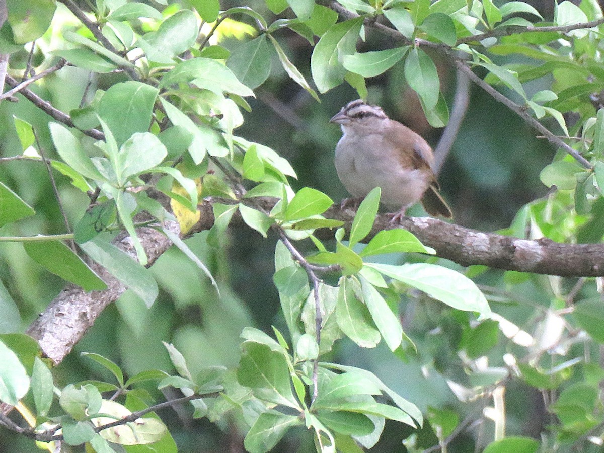 Tocuyo Sparrow - ML643108366