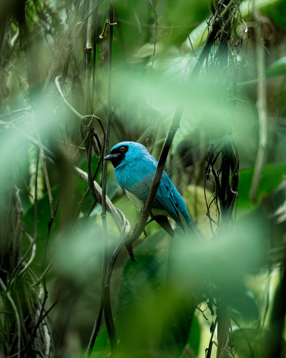 Swallow Tanager - ML643108384