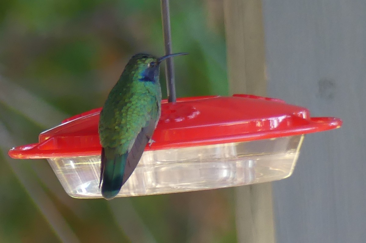 Mexican Violetear - ML643108386