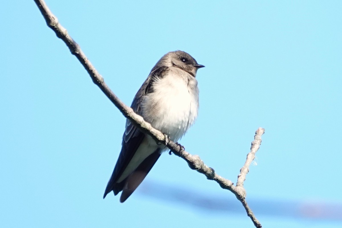 Northern Rough-winged Swallow - ML643108389