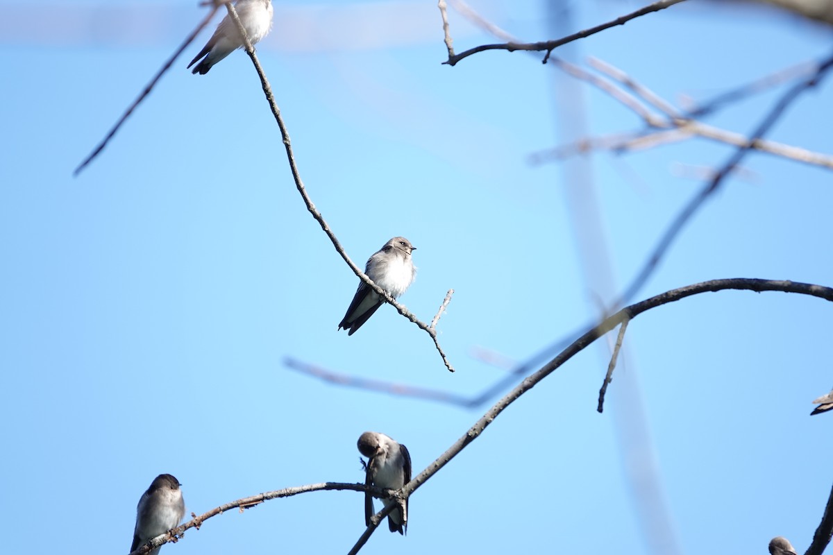 Northern Rough-winged Swallow - ML643108390