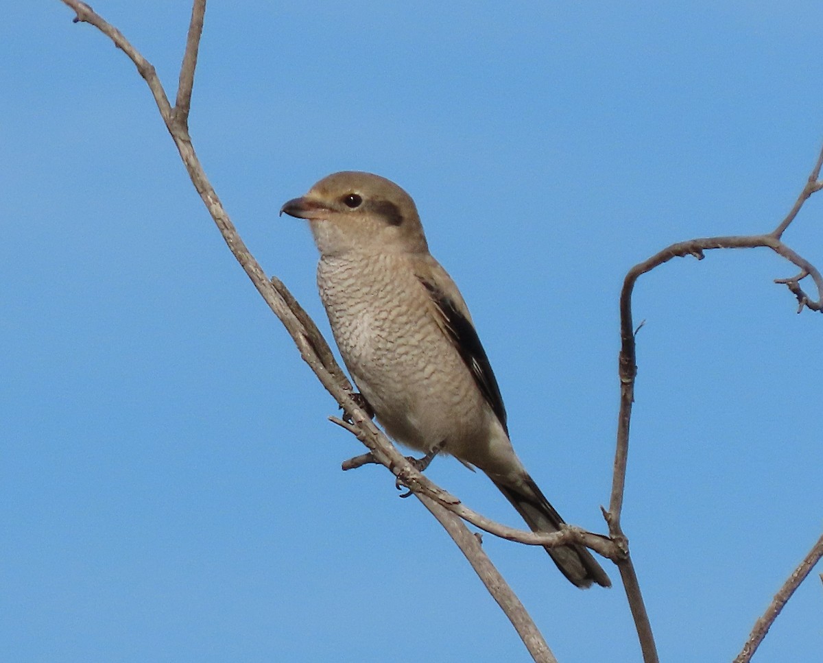 Antzandobi boreala - ML643108397