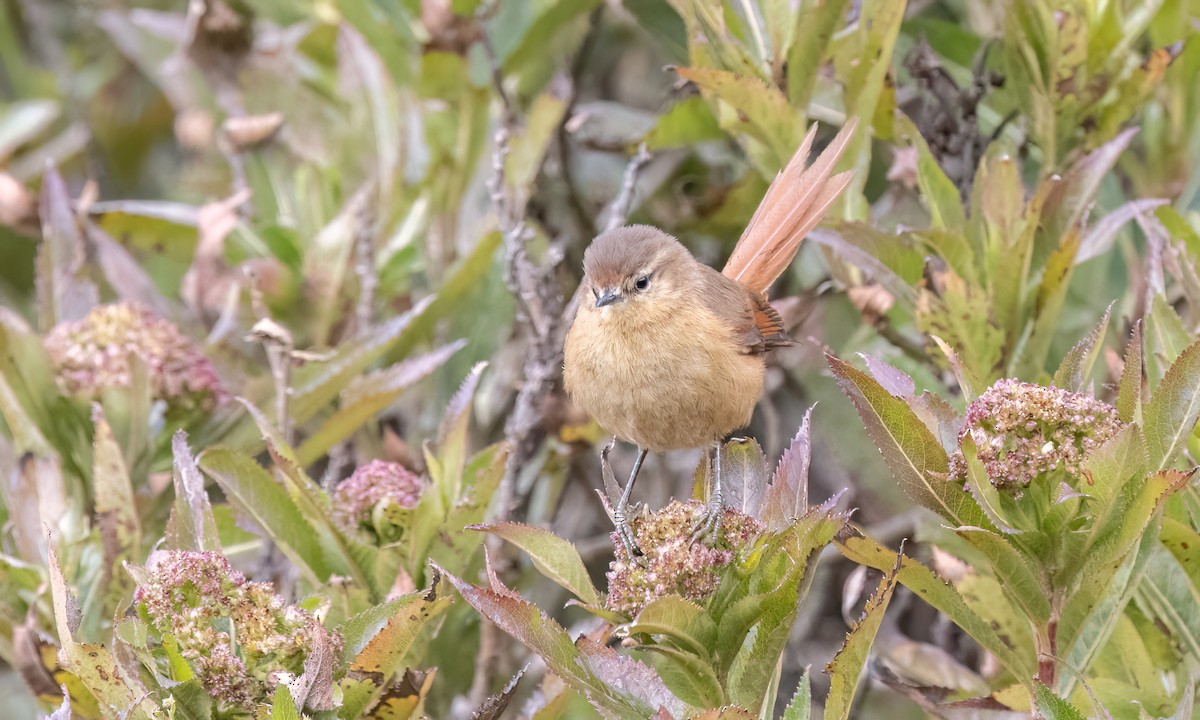 Tawny Tit-Spinetail - ML643108412