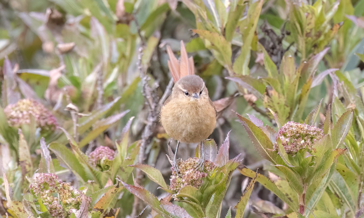 Tawny Tit-Spinetail - ML643108413