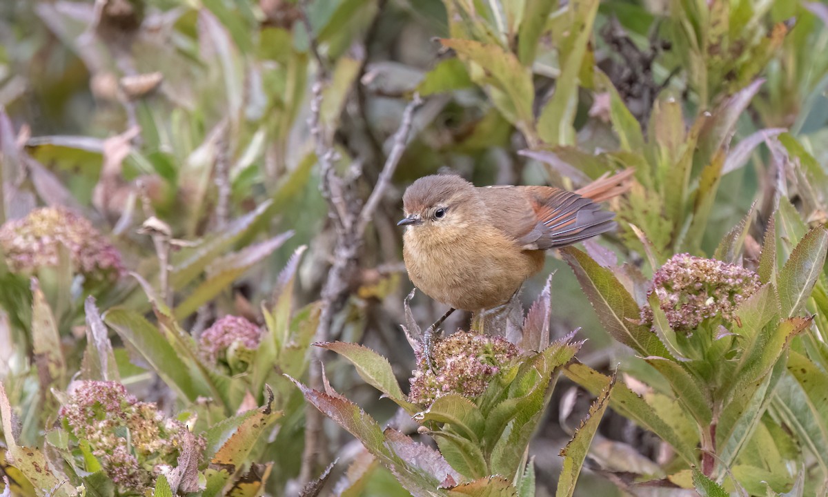 Tawny Tit-Spinetail - ML643108414