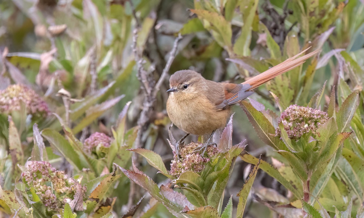 Tawny Tit-Spinetail - ML643108415