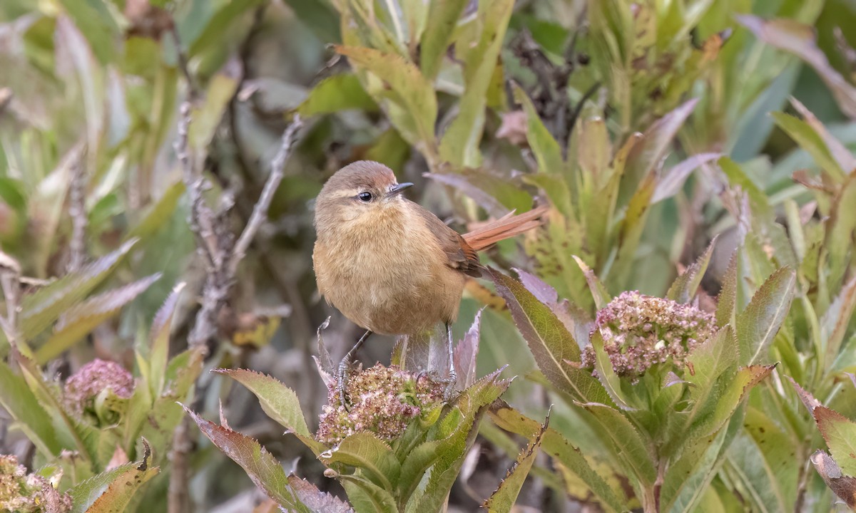 Tawny Tit-Spinetail - ML643108416