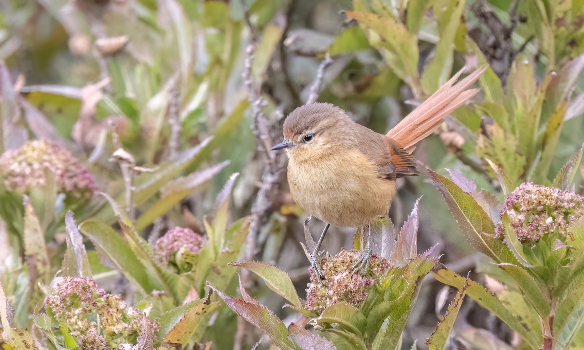 Tawny Tit-Spinetail - ML643108417