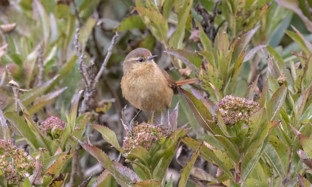 Tawny Tit-Spinetail - ML643108418