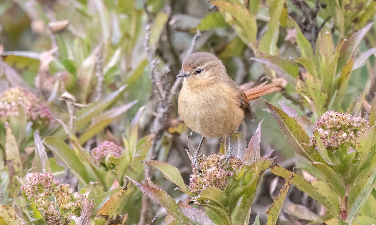 Tawny Tit-Spinetail - ML643108419