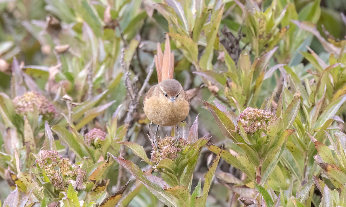 Tawny Tit-Spinetail - ML643108420