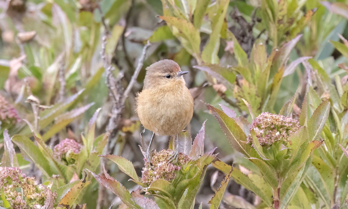Tawny Tit-Spinetail - ML643108421