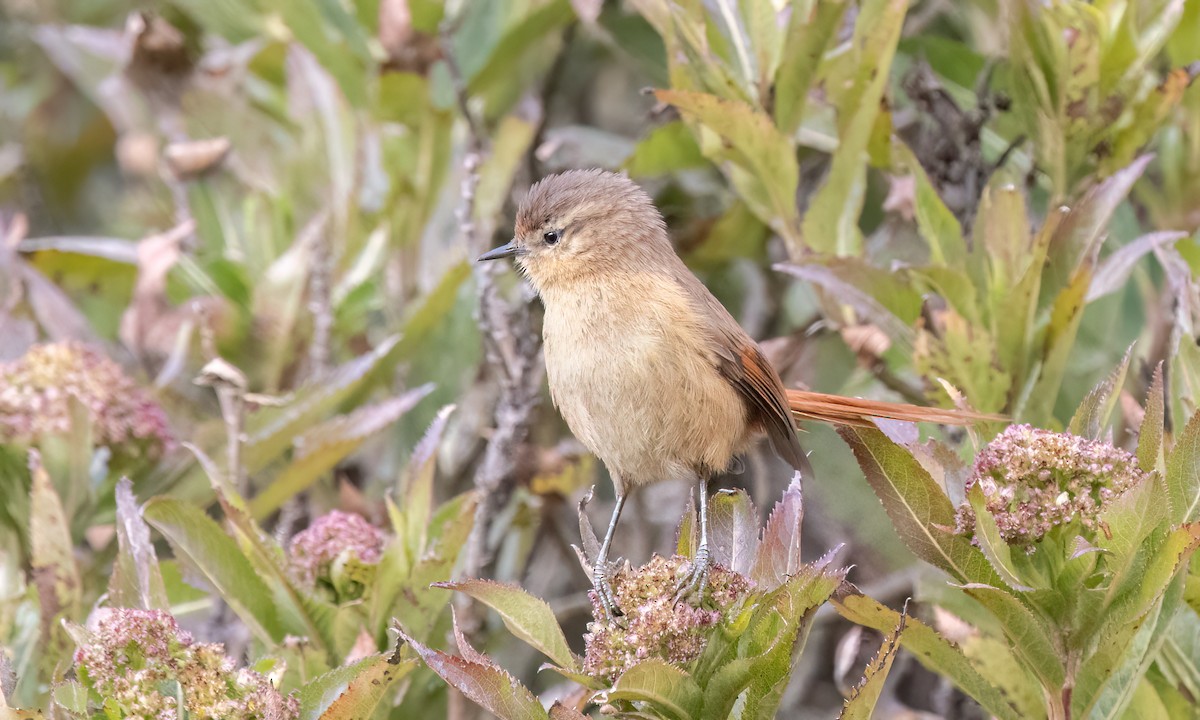 Tawny Tit-Spinetail - ML643108422