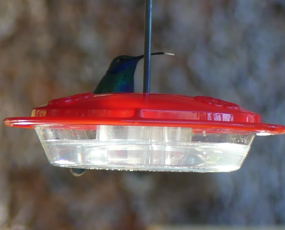 Mexican Violetear - ML643108423