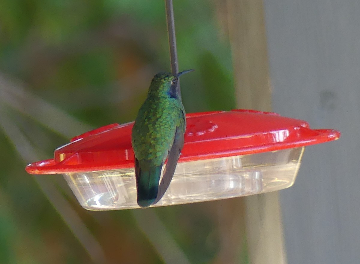 Mexican Violetear - ML643108424