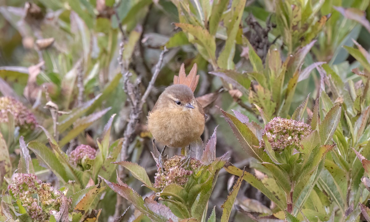 Tawny Tit-Spinetail - ML643108426