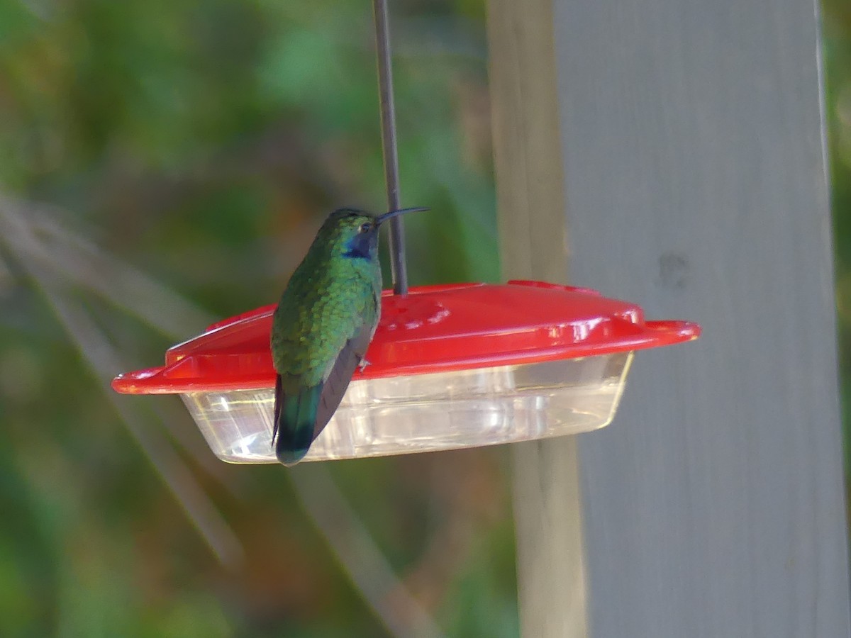 Mexican Violetear - ML643108427
