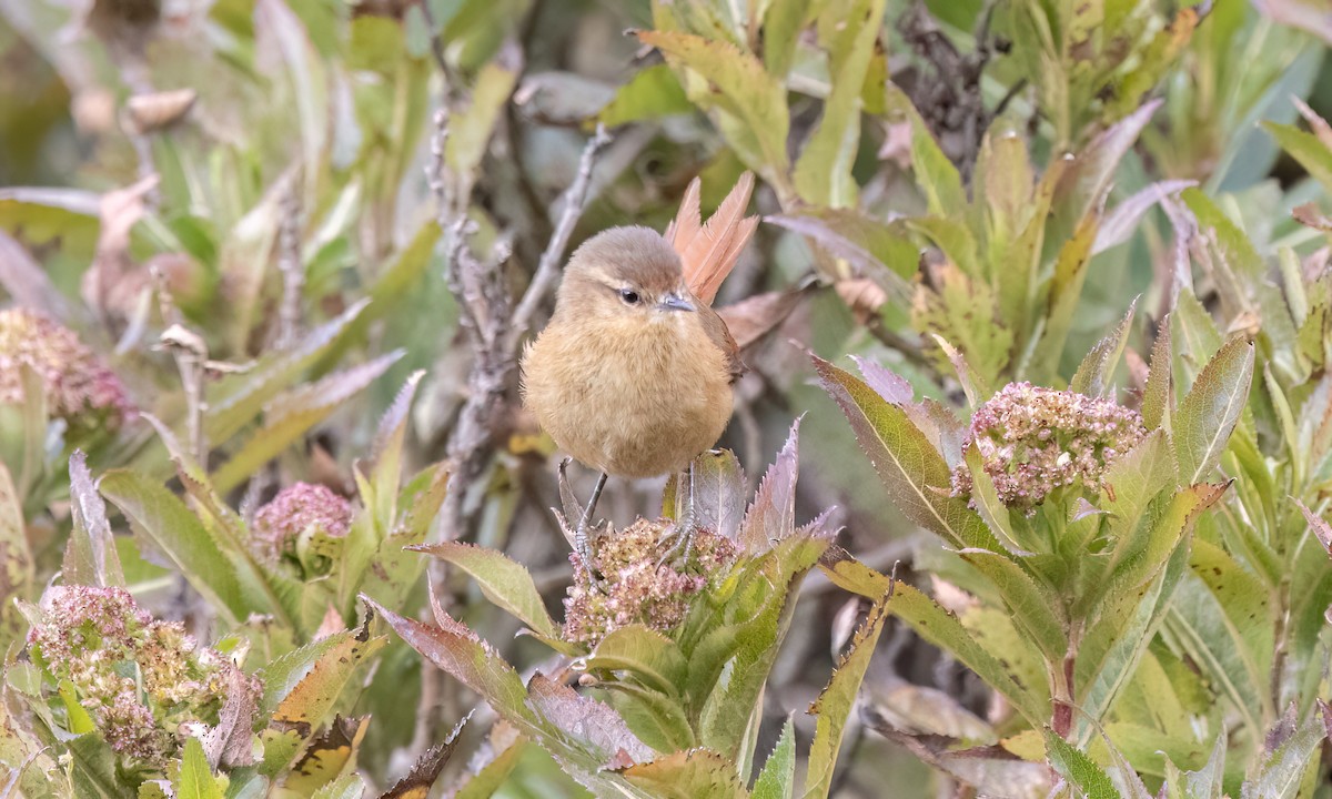 Tawny Tit-Spinetail - ML643108428