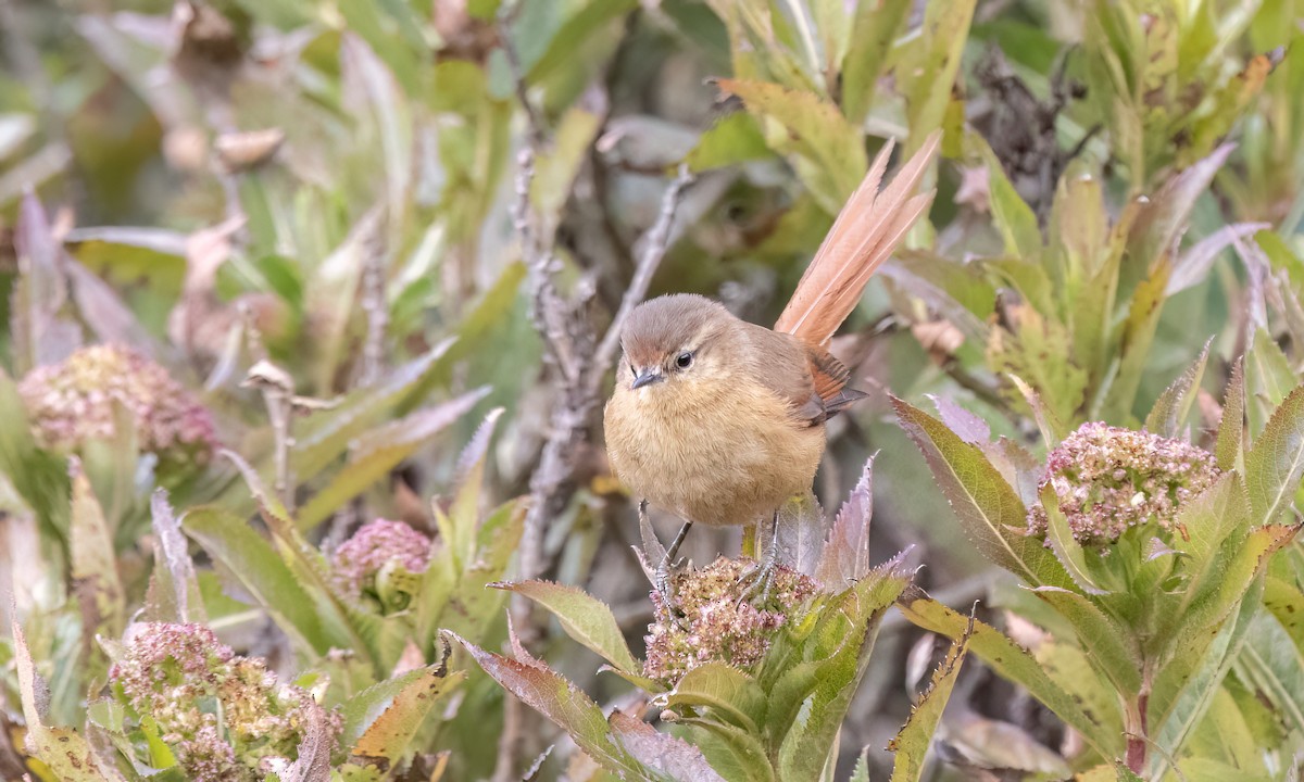 Tawny Tit-Spinetail - ML643108429