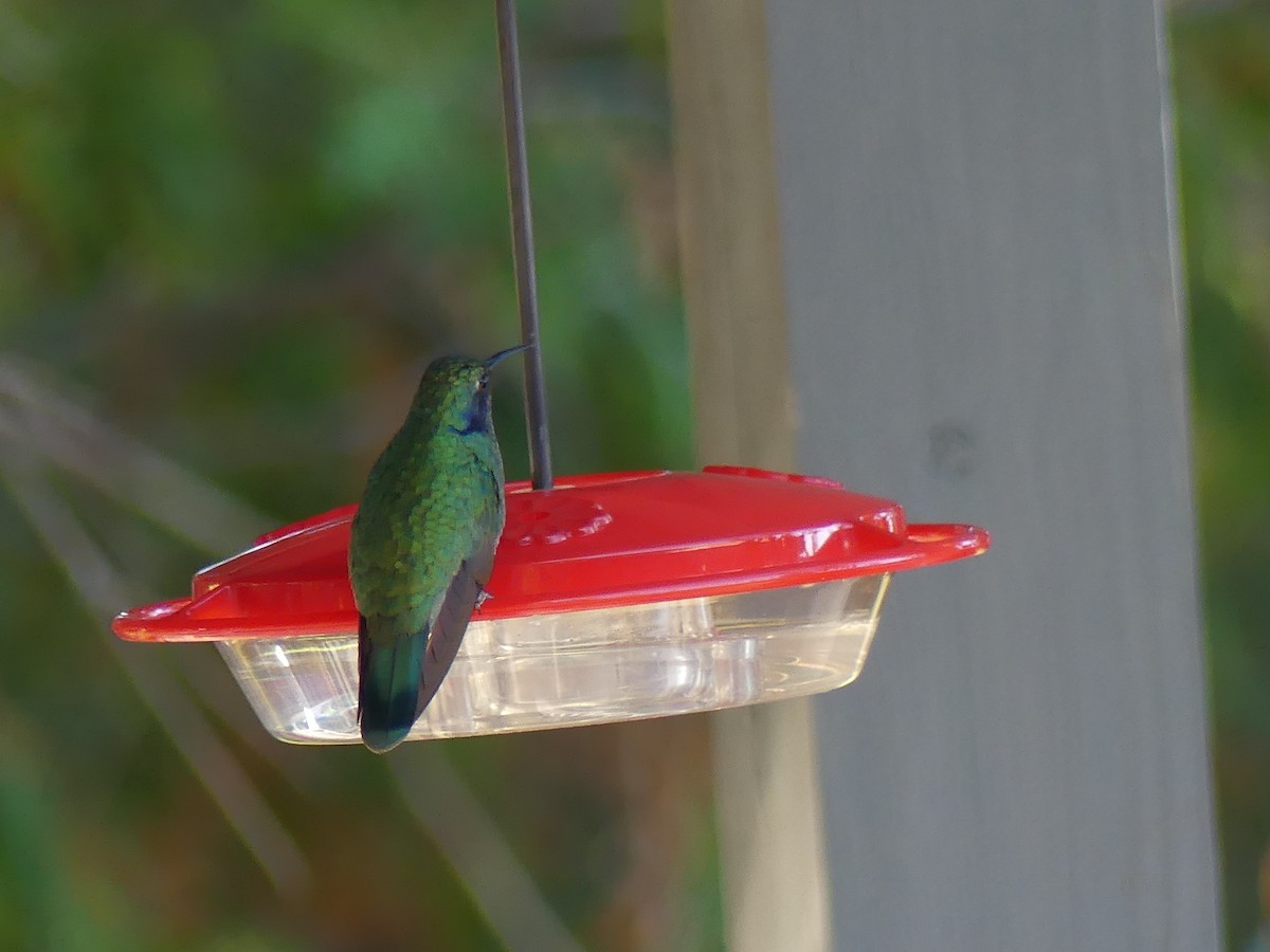 Mexican Violetear - ML643108430