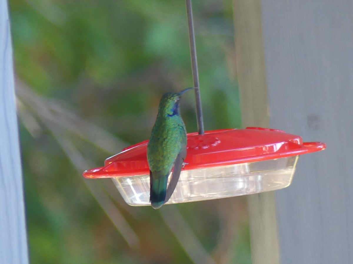 Mexican Violetear - ML643108431