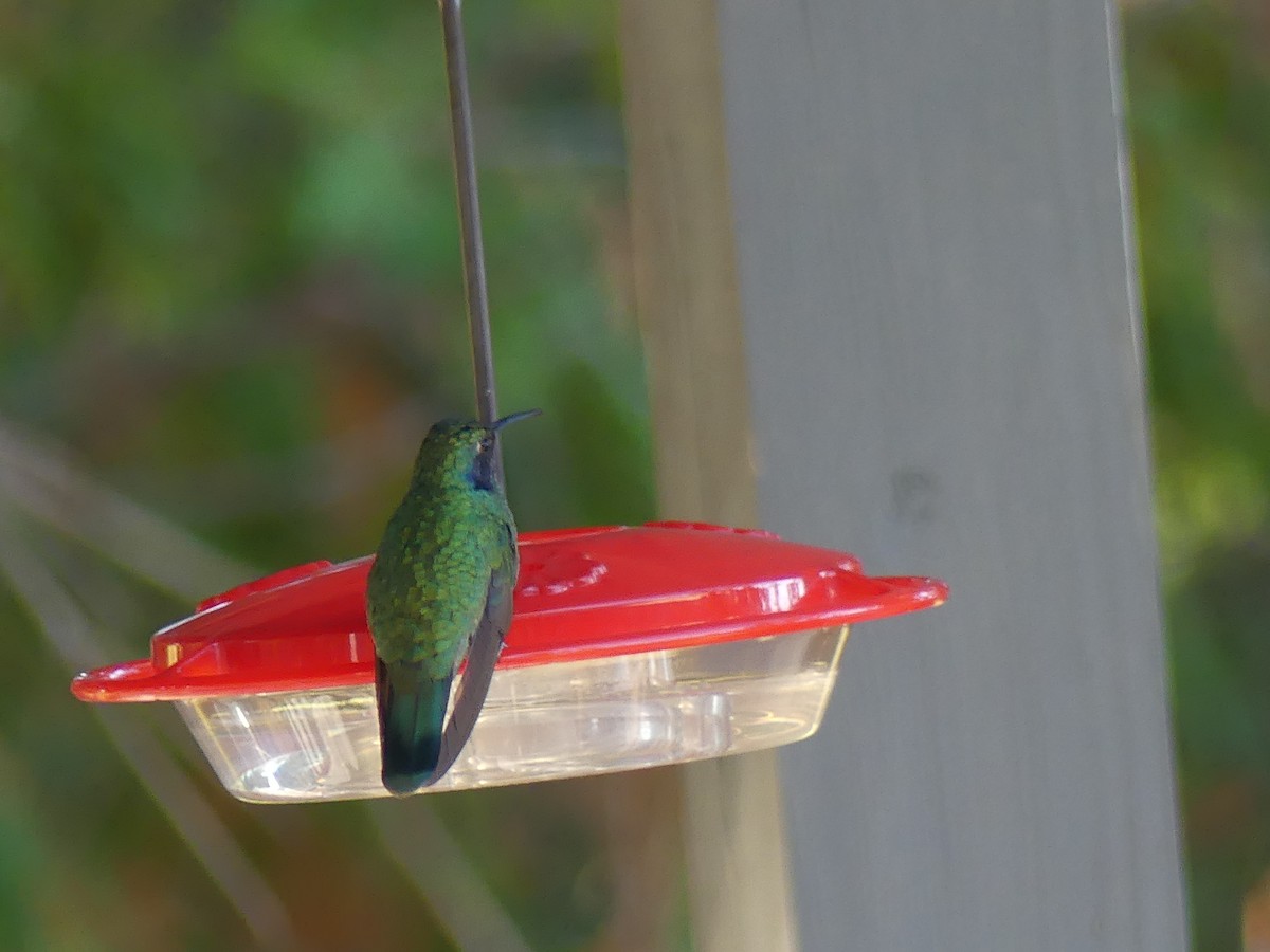 Mexican Violetear - ML643108433