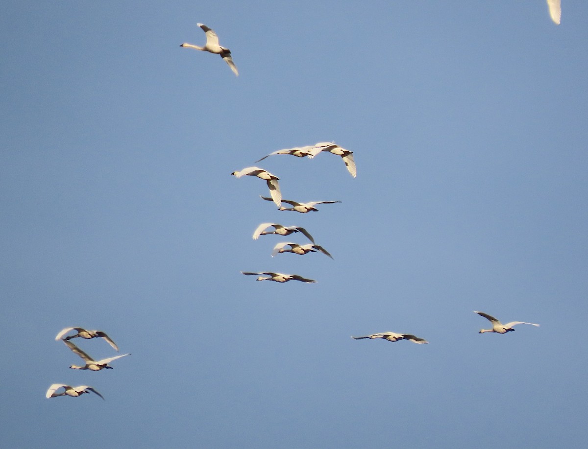 Cygne siffleur - ML643108443