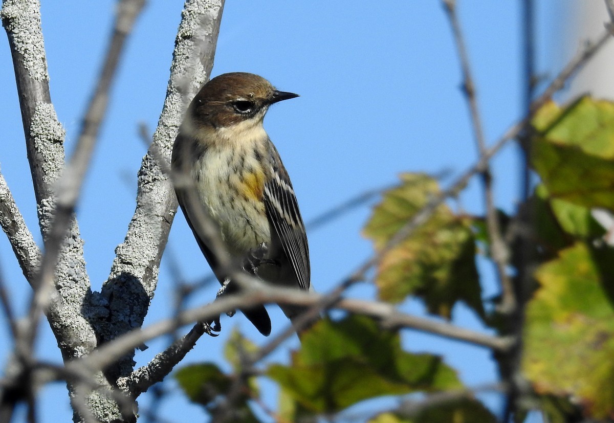 Yellow-rumped Warbler - ML643108468