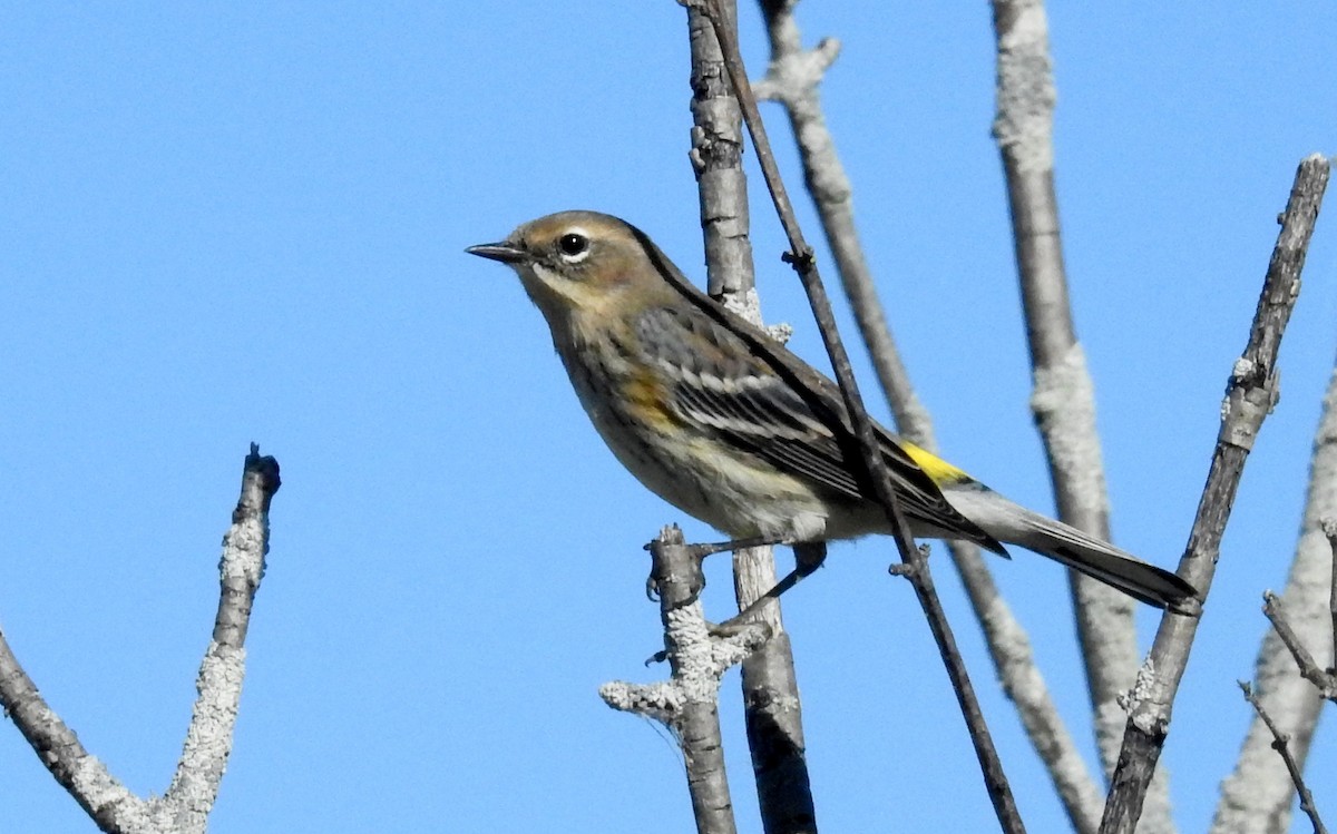 Yellow-rumped Warbler - ML643108471