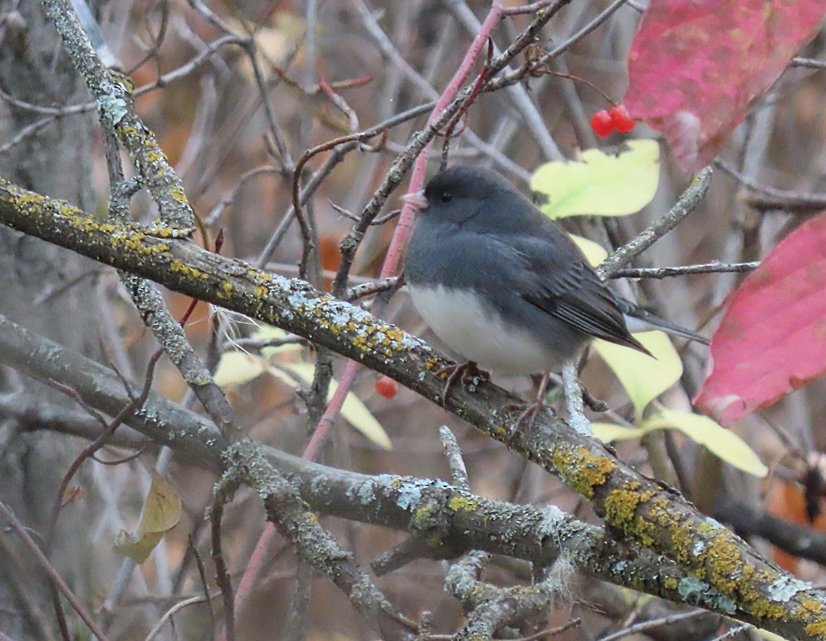 Junco ardoisé (hyemalis/carolinensis) - ML643108482