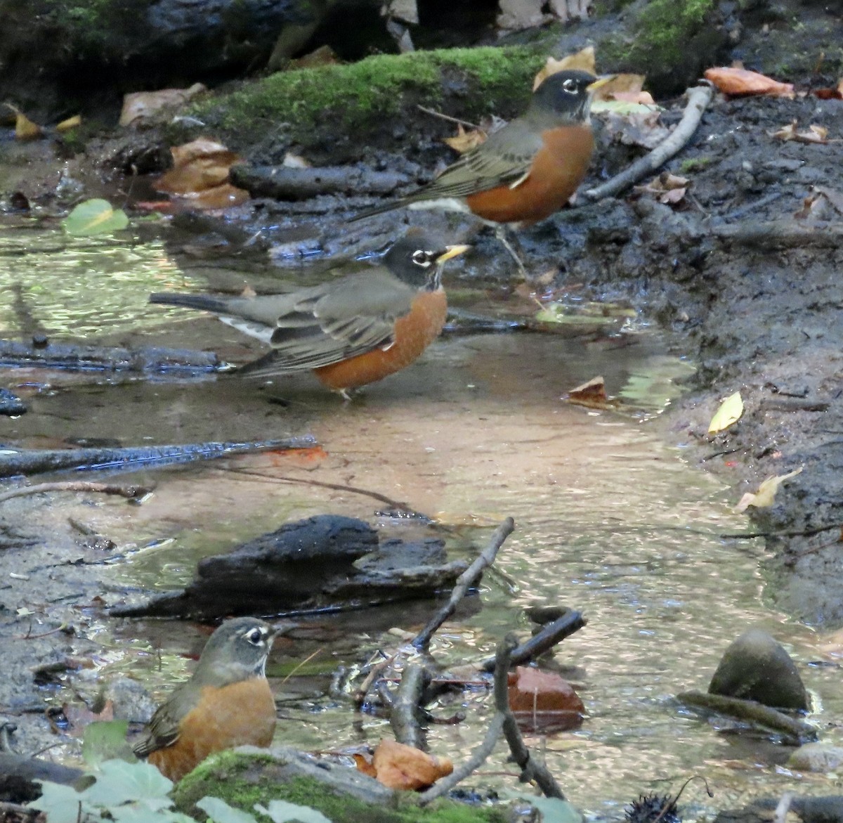 American Robin - ML643108483