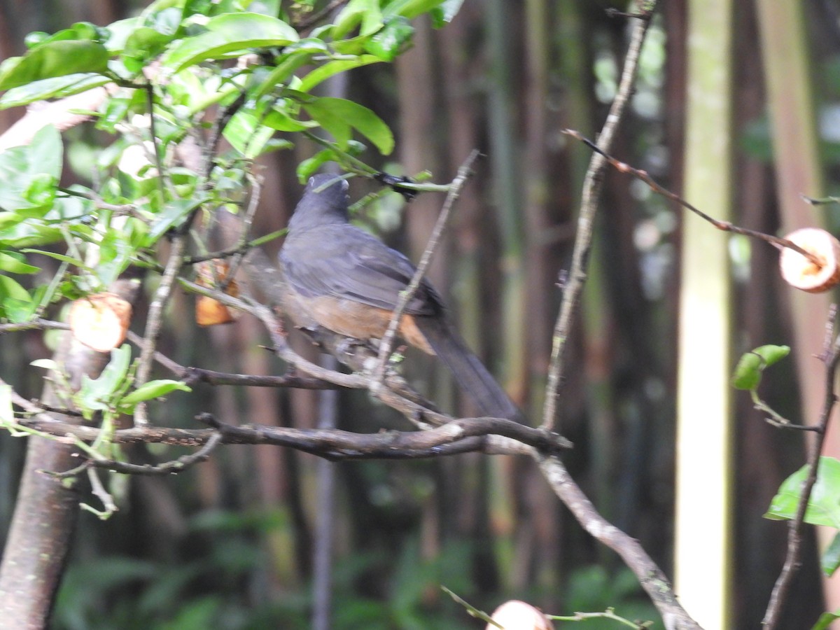 Cinnamon-bellied Saltator - ML643108517