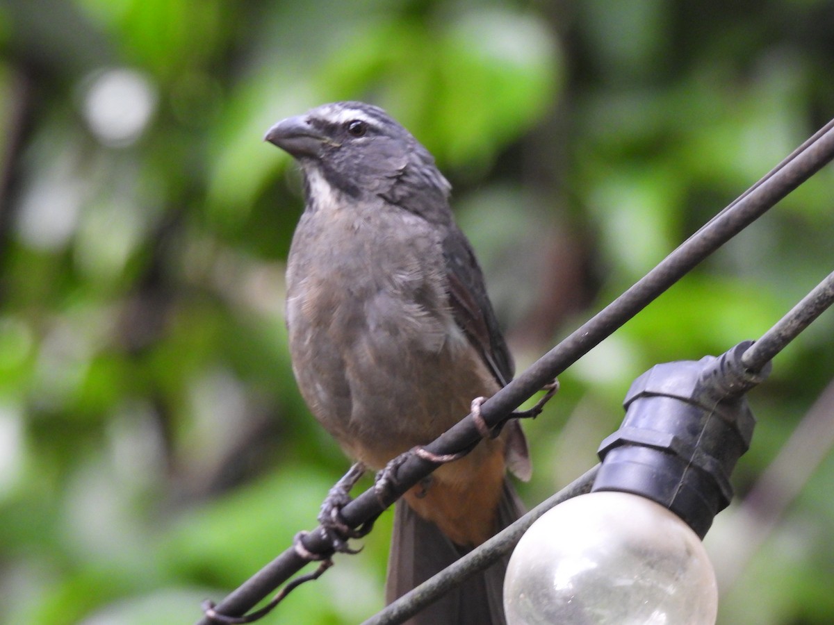 Cinnamon-bellied Saltator - ML643108518