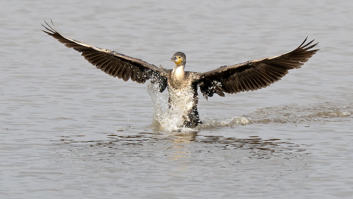 Great Cormorant (White-breasted) - ML643108532
