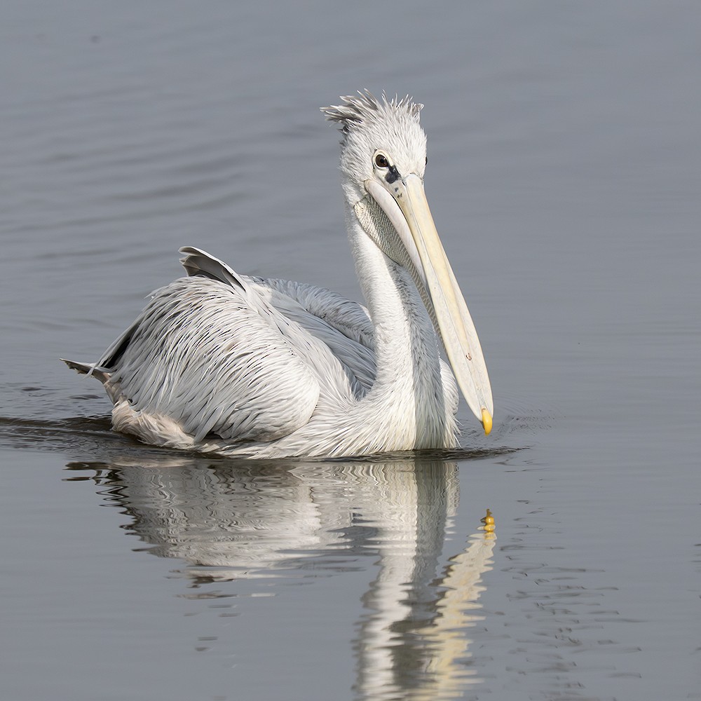 Pink-backed Pelican - ML643108565