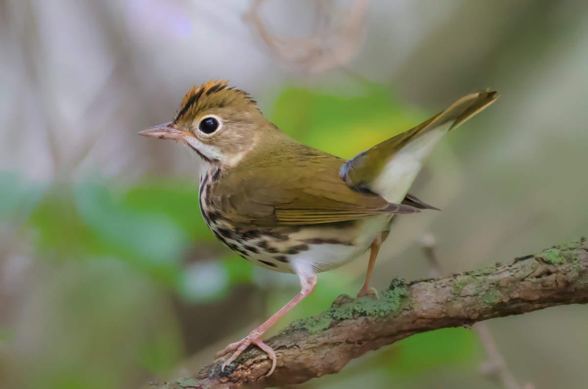 カマドムシクイ - ML643108569