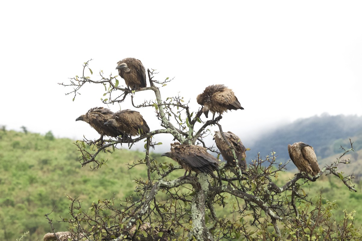 White-backed Vulture - ML643108579