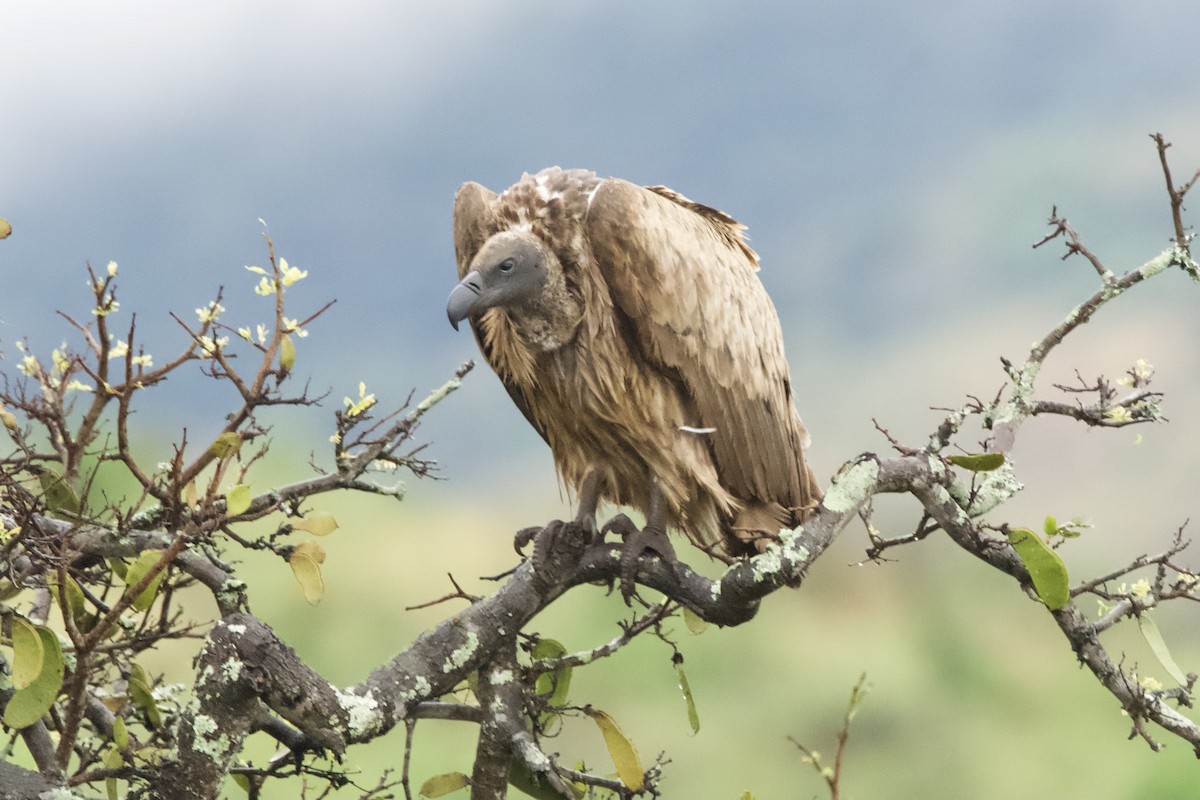 White-backed Vulture - ML643108581