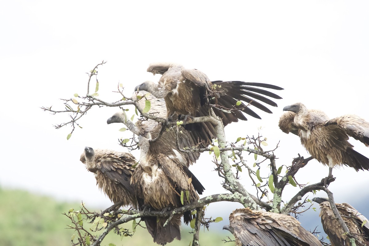 White-backed Vulture - ML643108584
