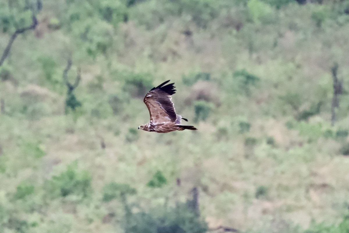 Tawny Eagle - ML643108595
